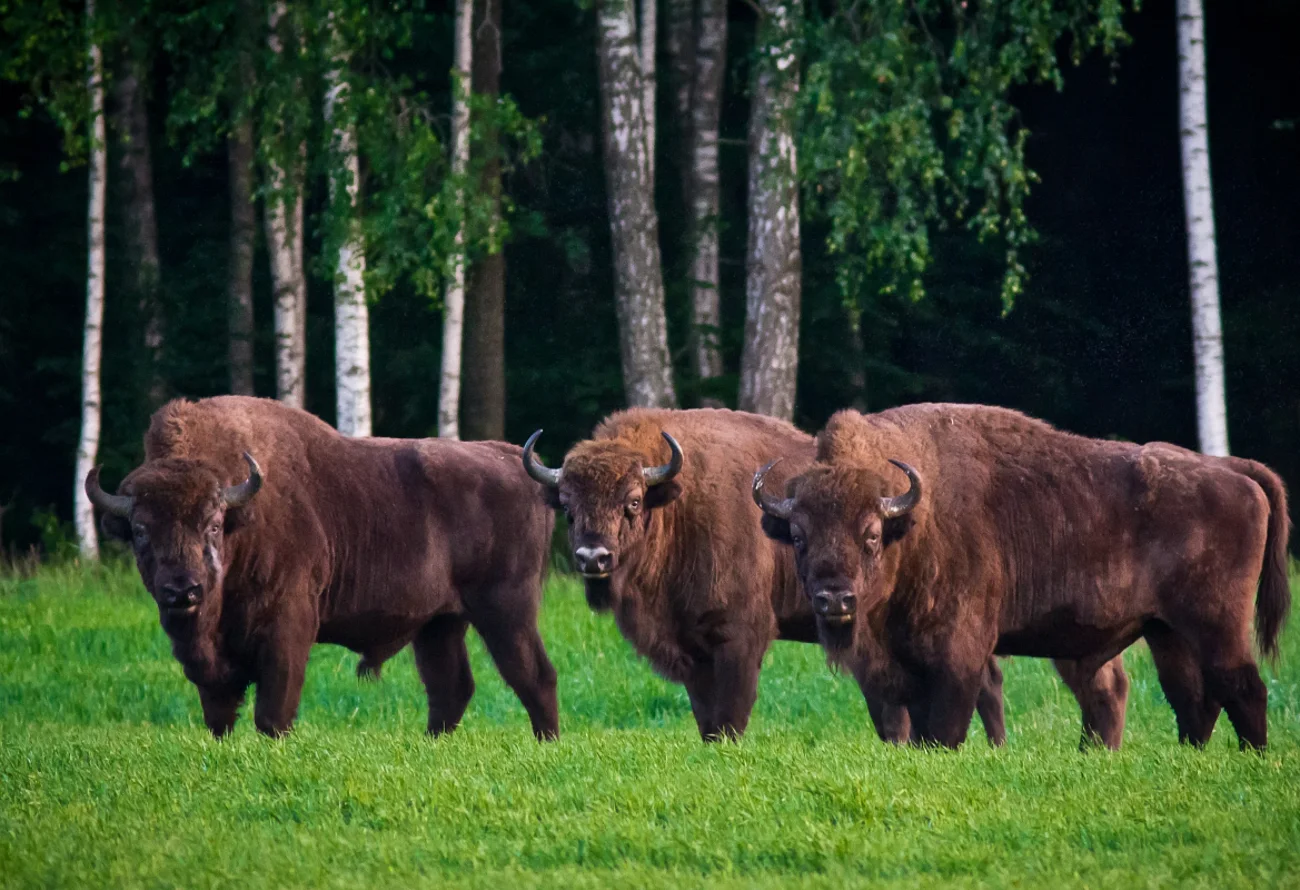 kemping-belovezhskaya-pusha